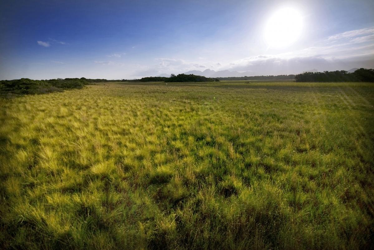 A new study shows that dryness of the atmosphere affects U.S. grassland productivity more than rainfall does. Photo by Leonardo Mercon/Shutterstock