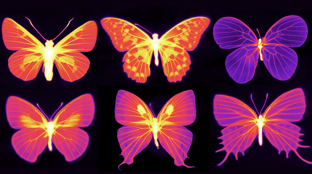 infrared butterflies