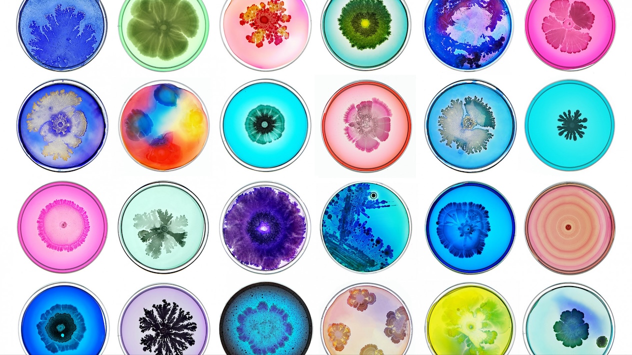 A rainbow of microbes in separate petri dishes with different colors and patterns